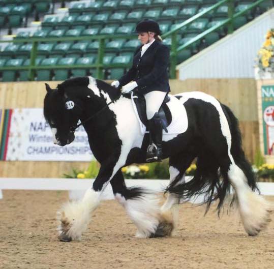 Hermits Ace Of Spades (Patch Of Hermits x Hermits Rocky) - 13.2hh Gypsy Vanner Stallion